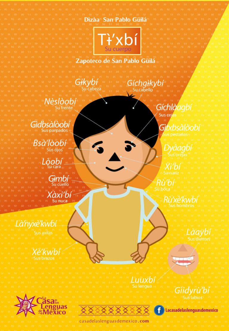 infografia-partes-del-cuerpo-zapoteco-03
