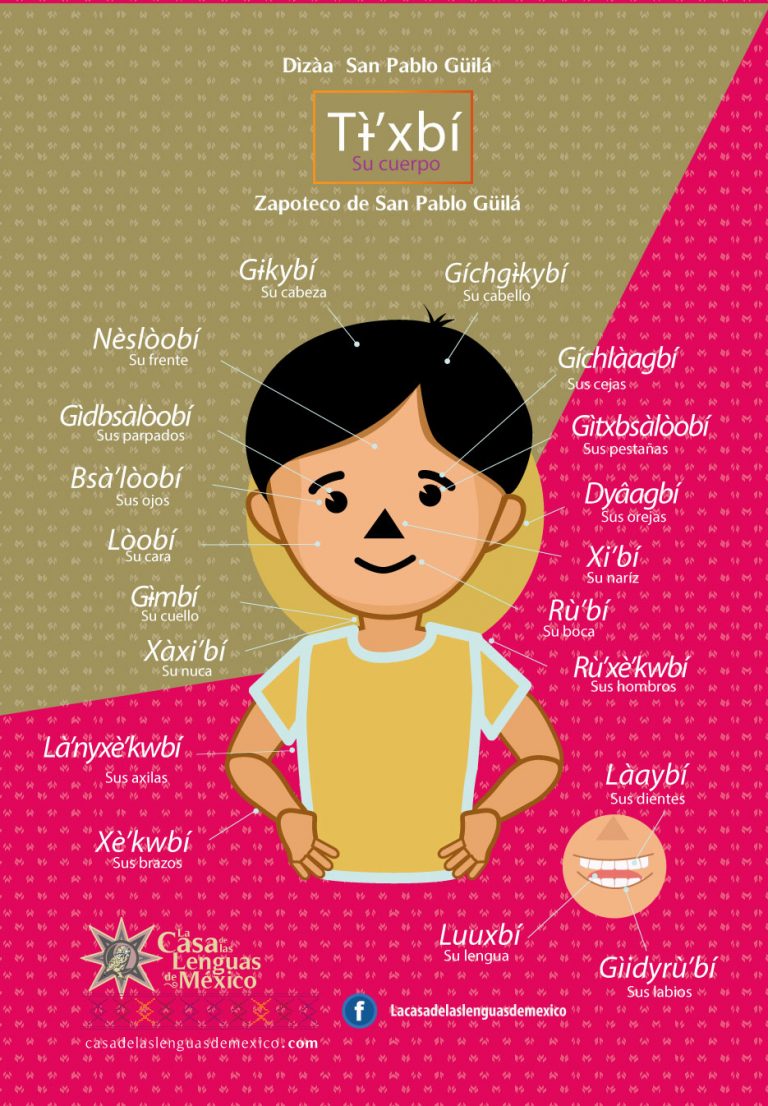 infografia-partes-del-cuerpo-zapoteco-04